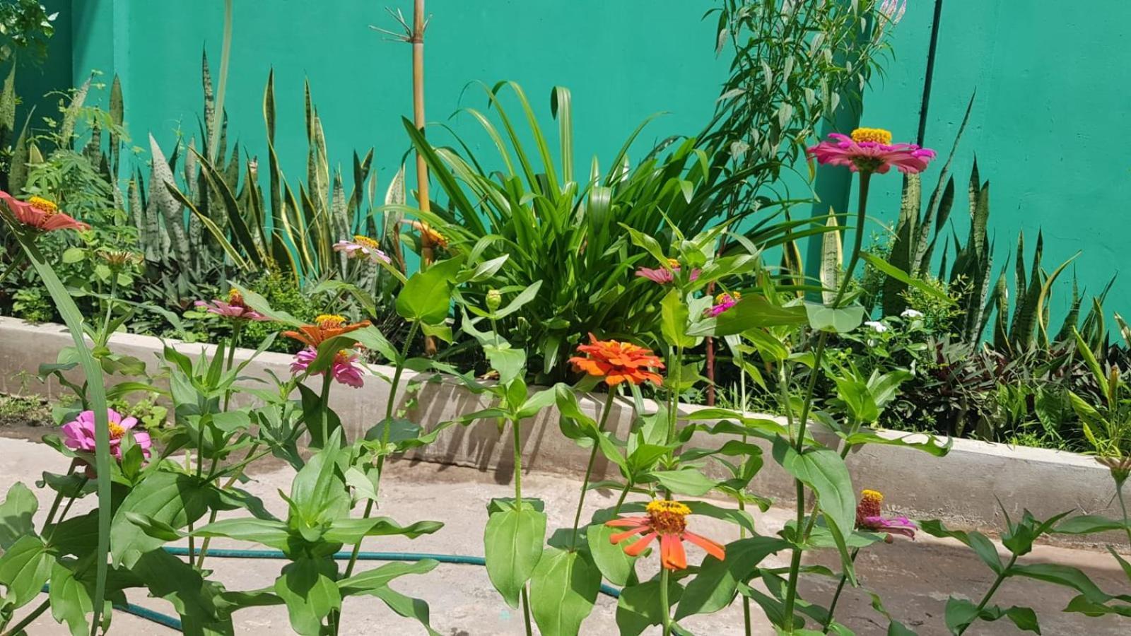 Bloom Garden Bed & Breakfast Siem Reap Dış mekan fotoğraf